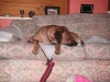 rhodesian_ridgeback_louis_112.jpg