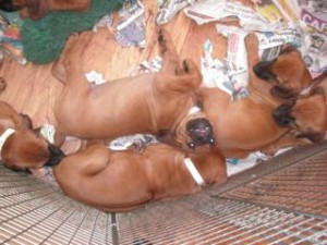 Rhodesian Ridgeback pups Pups from Louis' mum's second litter