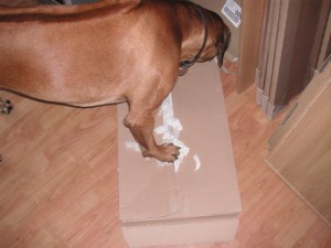 Louis trying to unpack a cupboard door; luckily the door's already out and he doesn't know it.