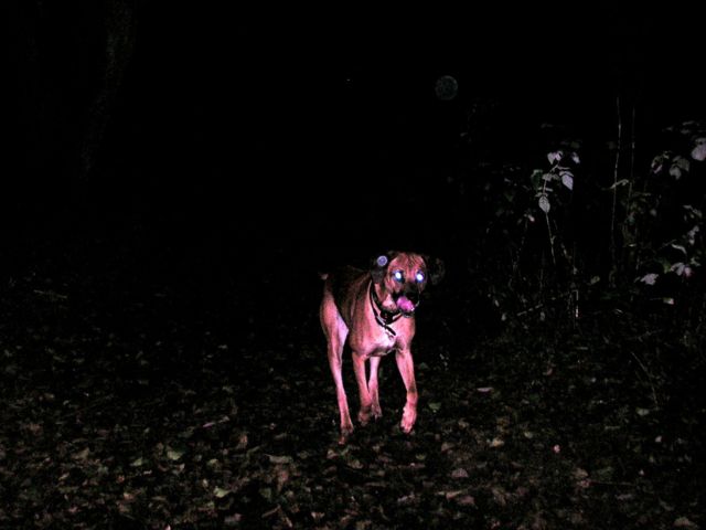 louis_in_the_dark Where's the sausages?