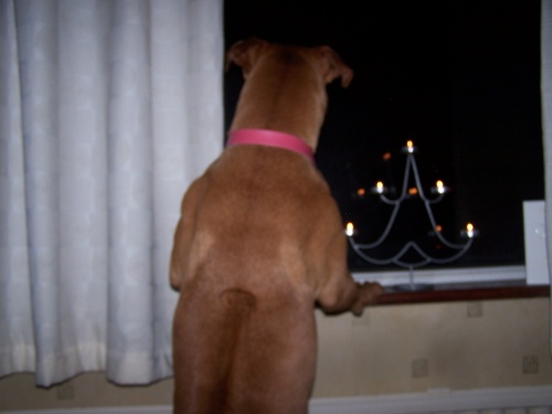 scooby_codee Codee window watching
