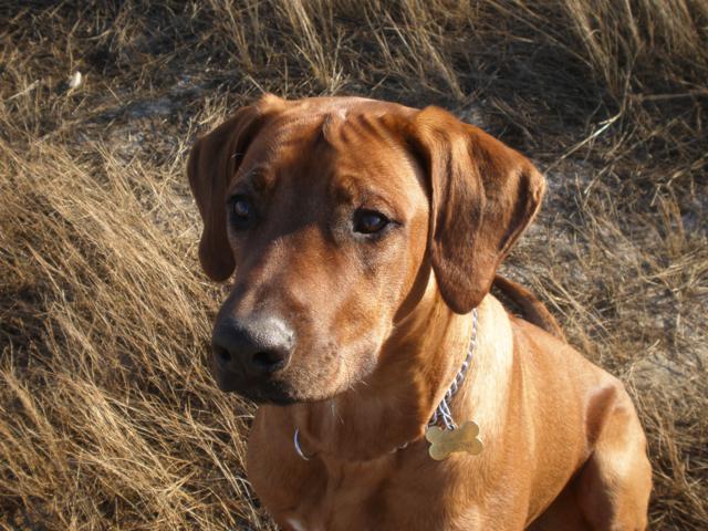 Julius Julius in regal pose