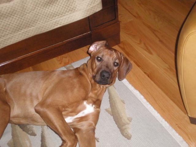 Julius Julius the Ridgeback guarding the floor