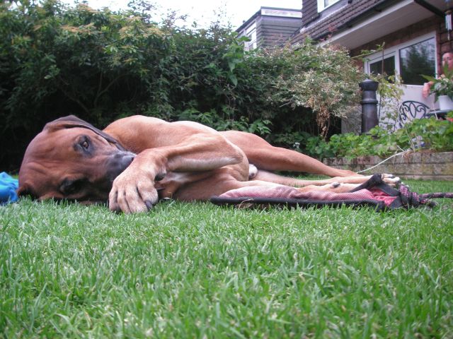 Lazy Ridgeback Louis Lazy Ridgeback Louis