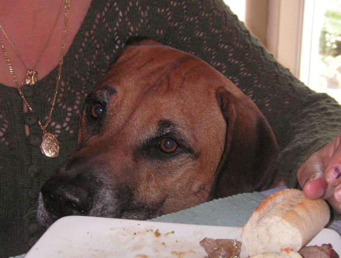 Ridgeback table surfing Louis table surfing