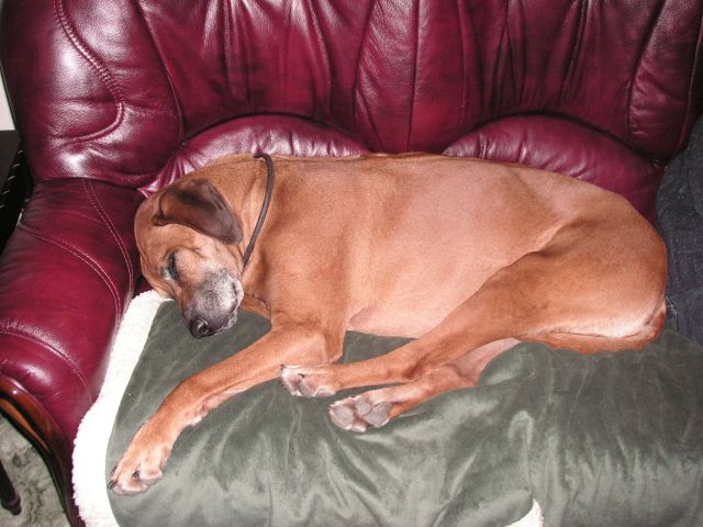 Rhodesian Ridgeback nap time Rhodesian Ridgeback nap time