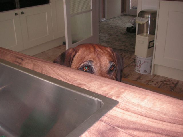 Louis the Ninja Ridgeback Louis the Ninja Ridgeback