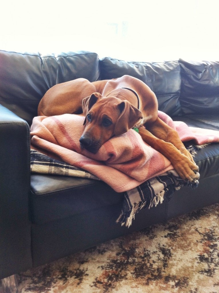 Archer on his sofa