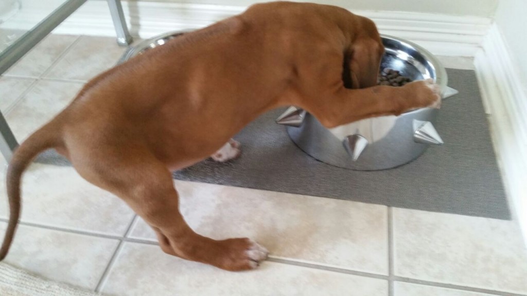 Rooney climbing into his bowl.