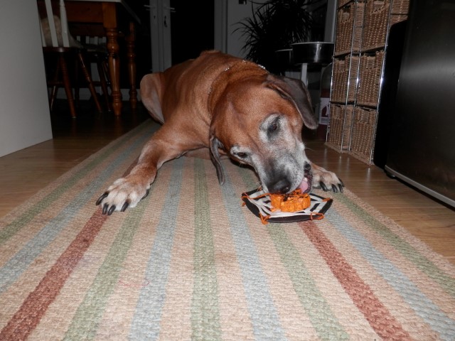 Halloween Hound